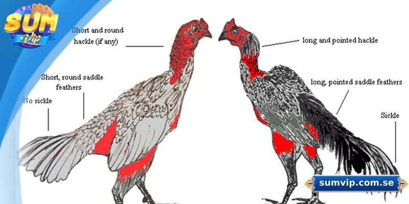 Khám Phá Các Giống Gà Đá Phổ Biến Tại Đá Gà Sumvip 4 Bí quyết chọn gà chiến giúp tăng tỷ lệ thắng