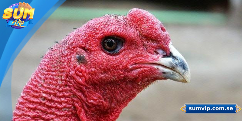 Cách Xem Tướng Gà Chọi - Bí Quyết Chọn Chiến Kê Dũng Mãnh 2 Mắt là bộ phận thể hiện rõ bản tính gà chọi