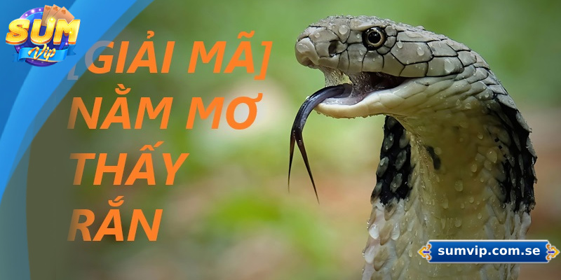 Mơ Thấy Rắn Là Điềm Gì? Giải Mã Chi Tiết Và Con Số May Mắn