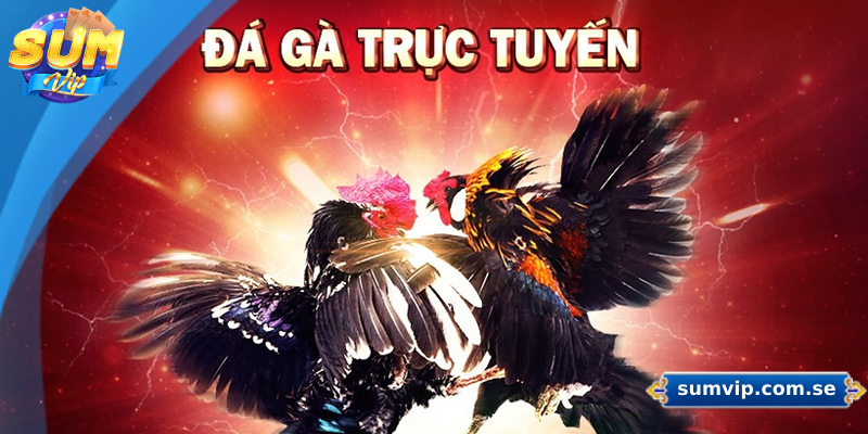 SUMVIP 🎖️ Link Trang Chủ SUMVIP Mới Nhất ✔️ +88K Quà Ưu Đãi 35 Sảnh đá gà trực tuyến cung cấp dịch vụ cá cược tại các giải đấu uy tín hàng đầu